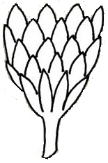 Involucral Bract - Imbricate